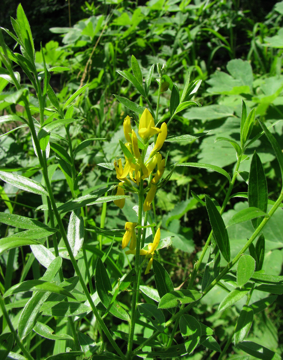Image of Genista tinctoria specimen.