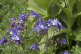 Aquilegia olympica. Верхушки цветущих растений рядом с чемерицей Лобеля. Кабардино-Балкария, Эльбрусский р-н, гора Чегет, субальпийский луг. 09.07.2008.