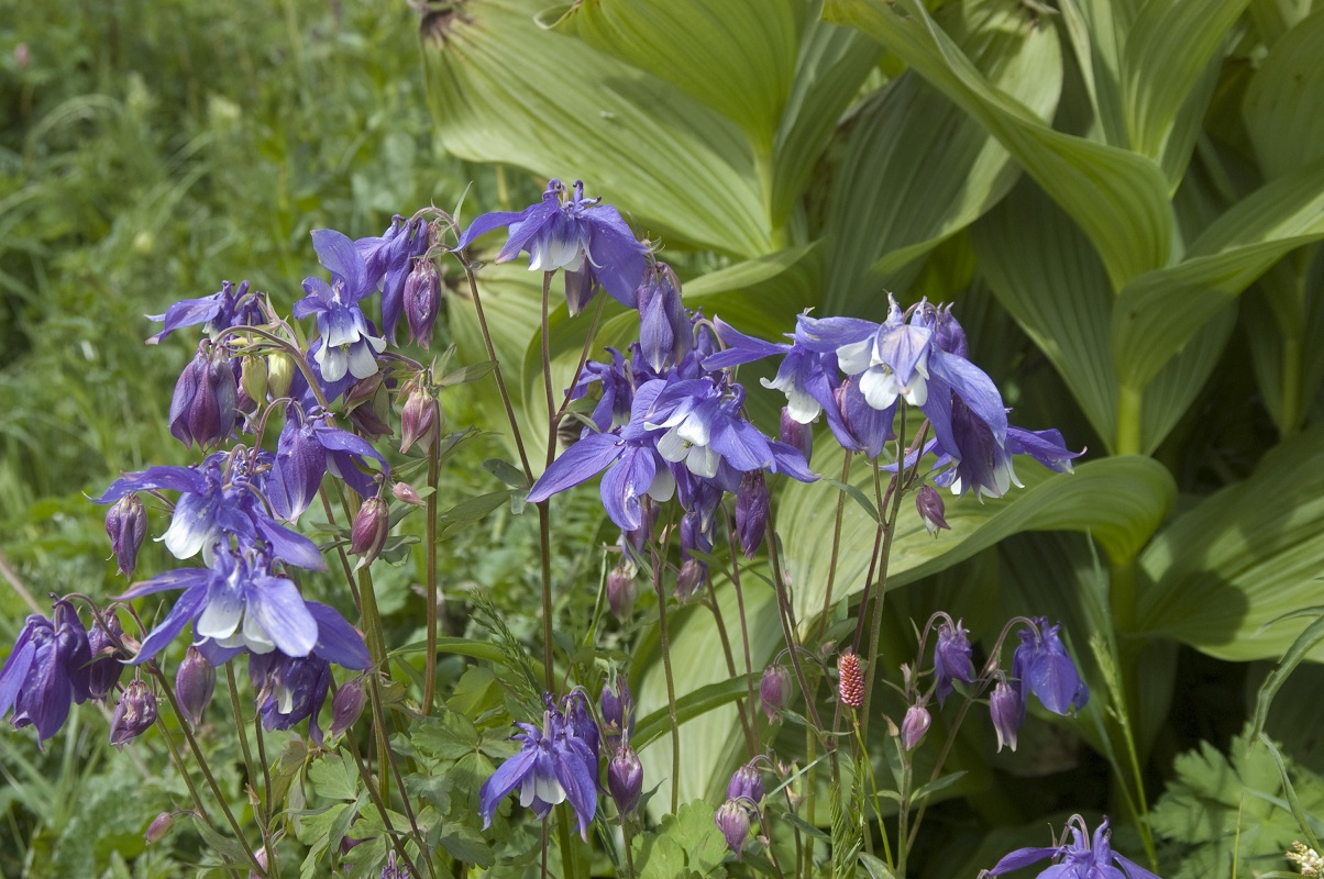 Image of Aquilegia olympica specimen.