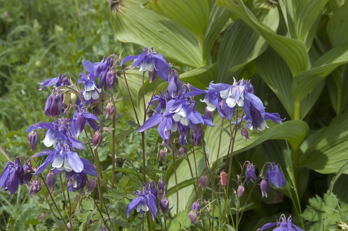 Изображение особи Aquilegia olympica.