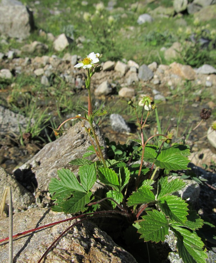 Изображение особи Fragaria vesca.