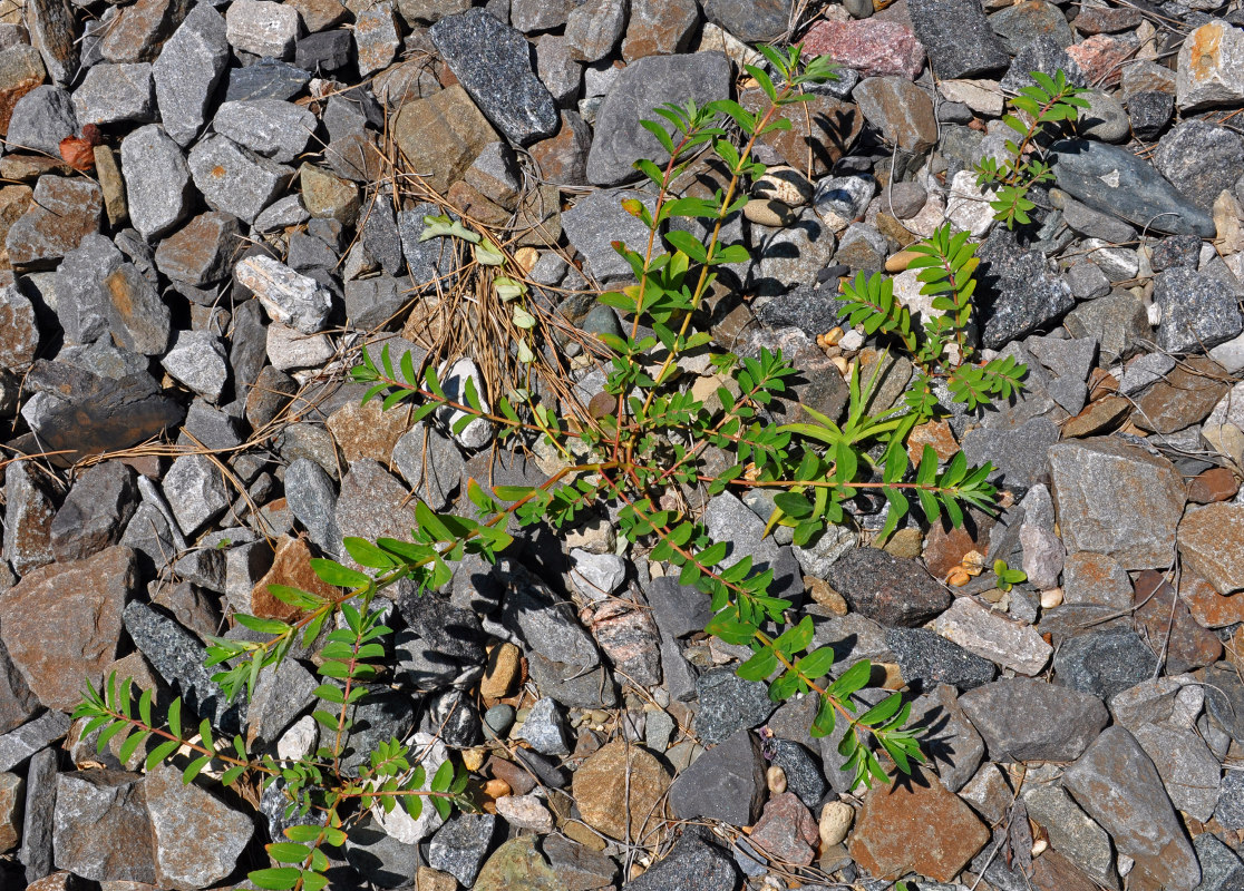 Изображение особи Euphorbia nutans.