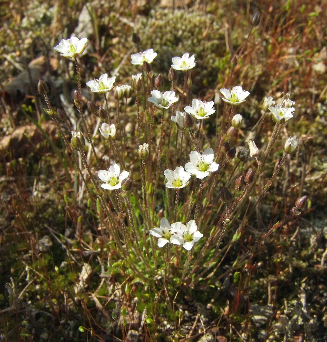 Image of Minuartia rubella specimen.