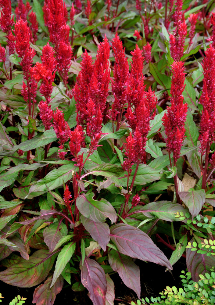 Image of Celosia argentea specimen.