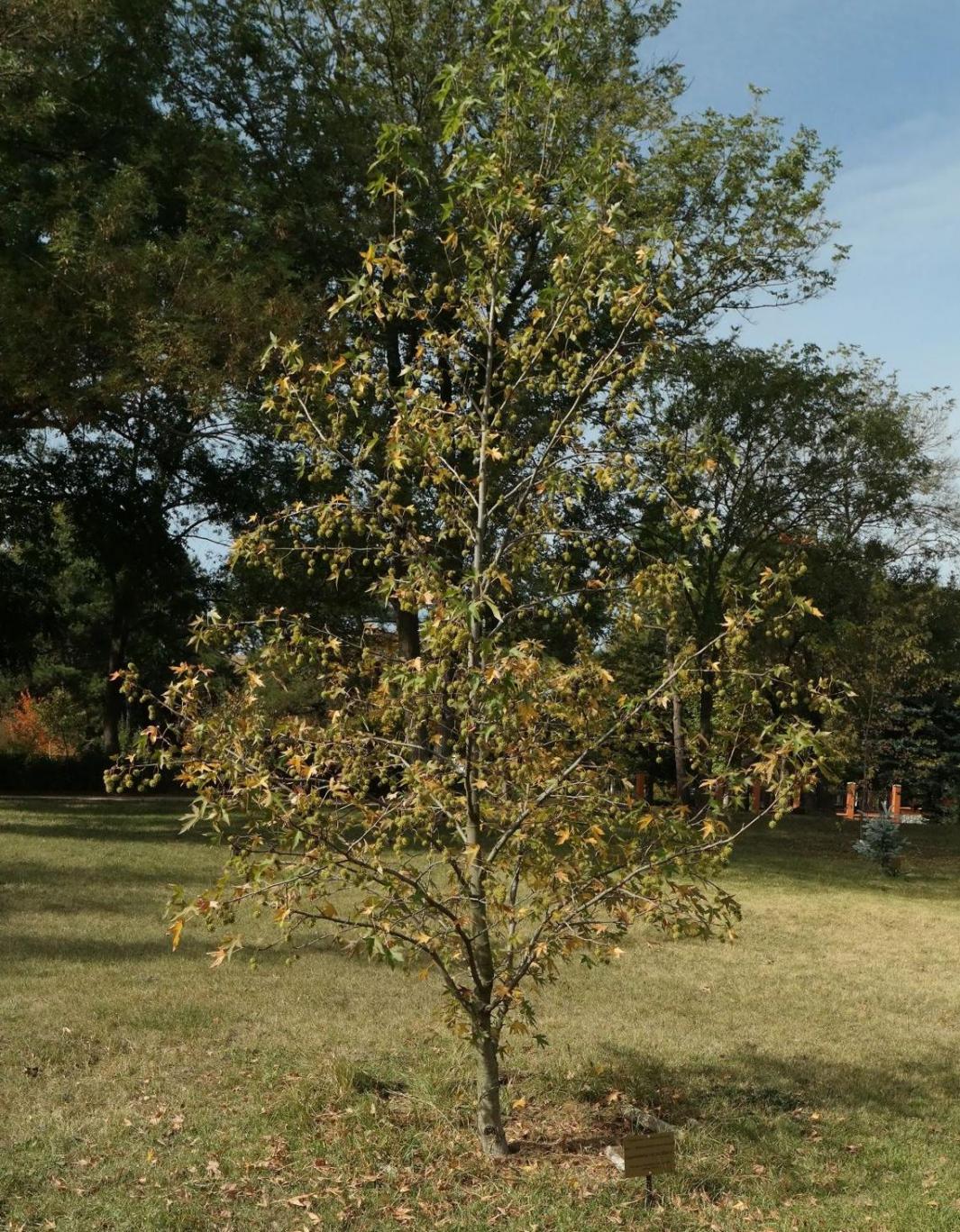 Изображение особи Liquidambar styraciflua.