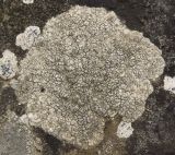 genus Aspicilia