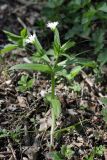 Cerastium nemorale