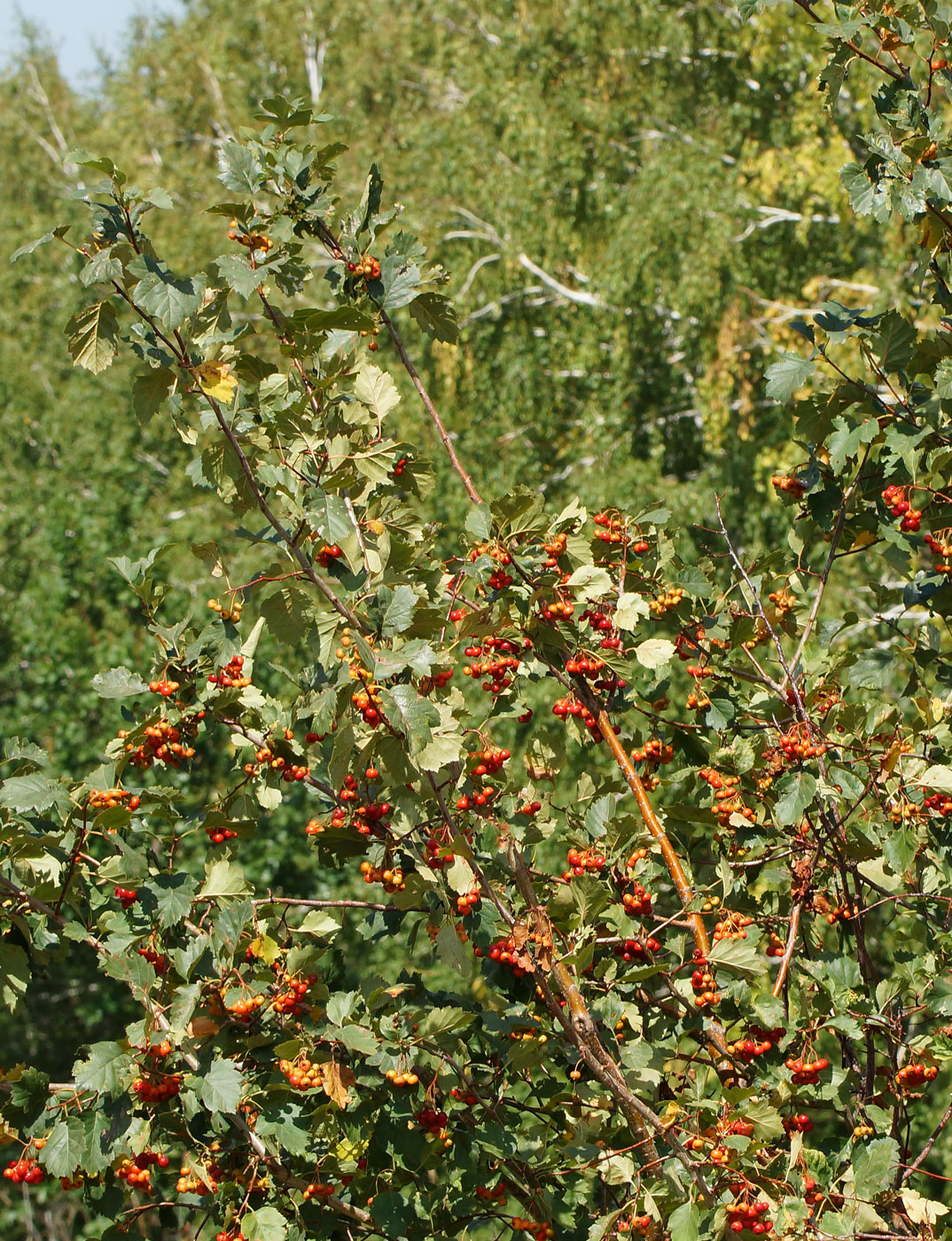 Image of Crataegus chlorocarpa specimen.