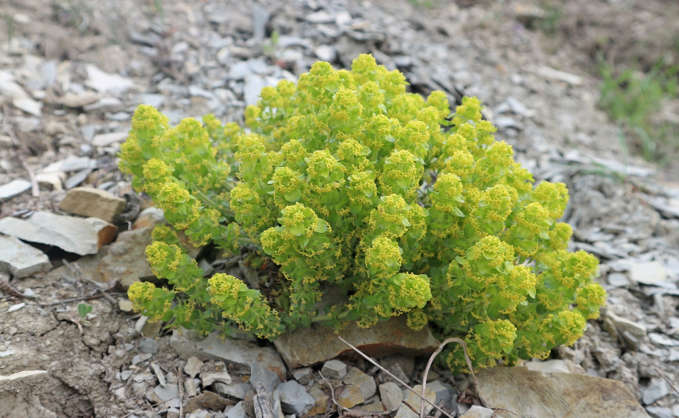 Image of Cruciata taurica specimen.