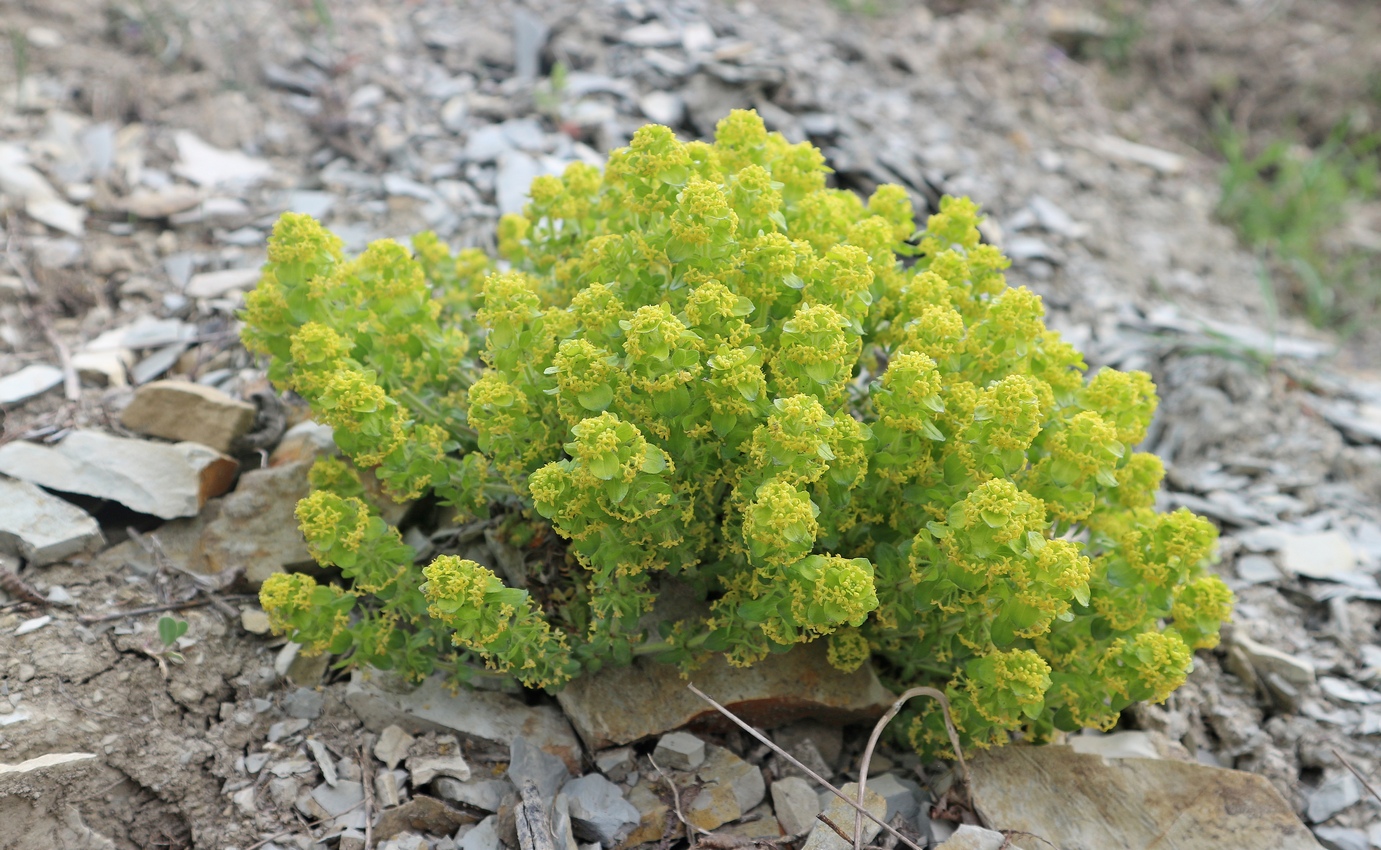 Image of Cruciata taurica specimen.