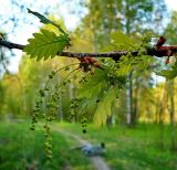 Image of taxon representative. Author is Сергей Апполонов