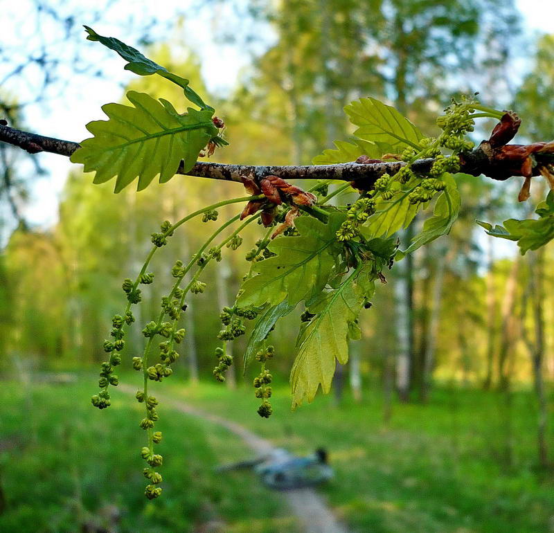 Image of Quercus robur specimen.