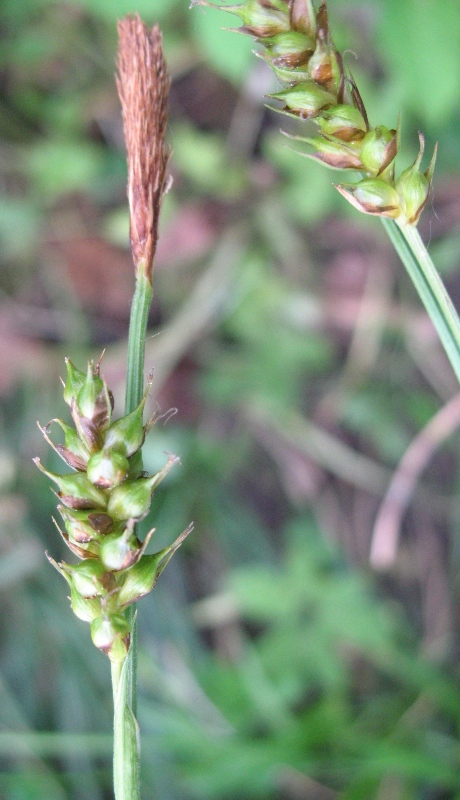 Изображение особи Carex brevicollis.