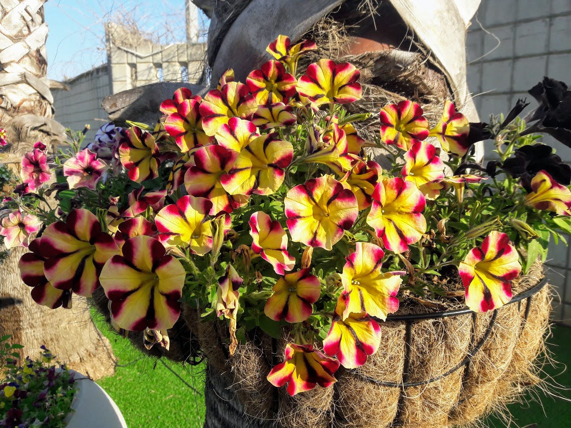 Image of Petunia &times; atkinsiana specimen.