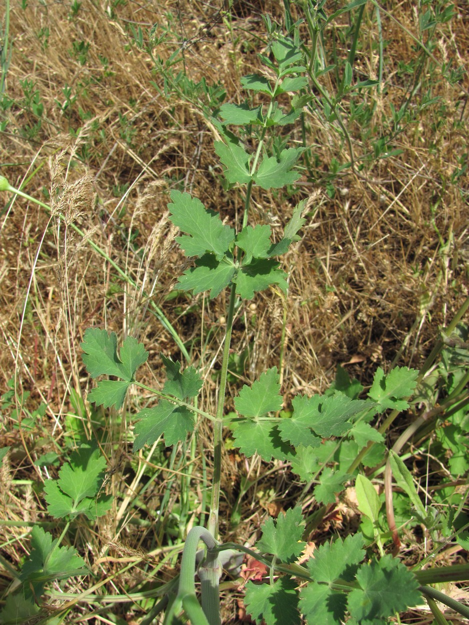 Image of Pimpinella peregrina specimen.
