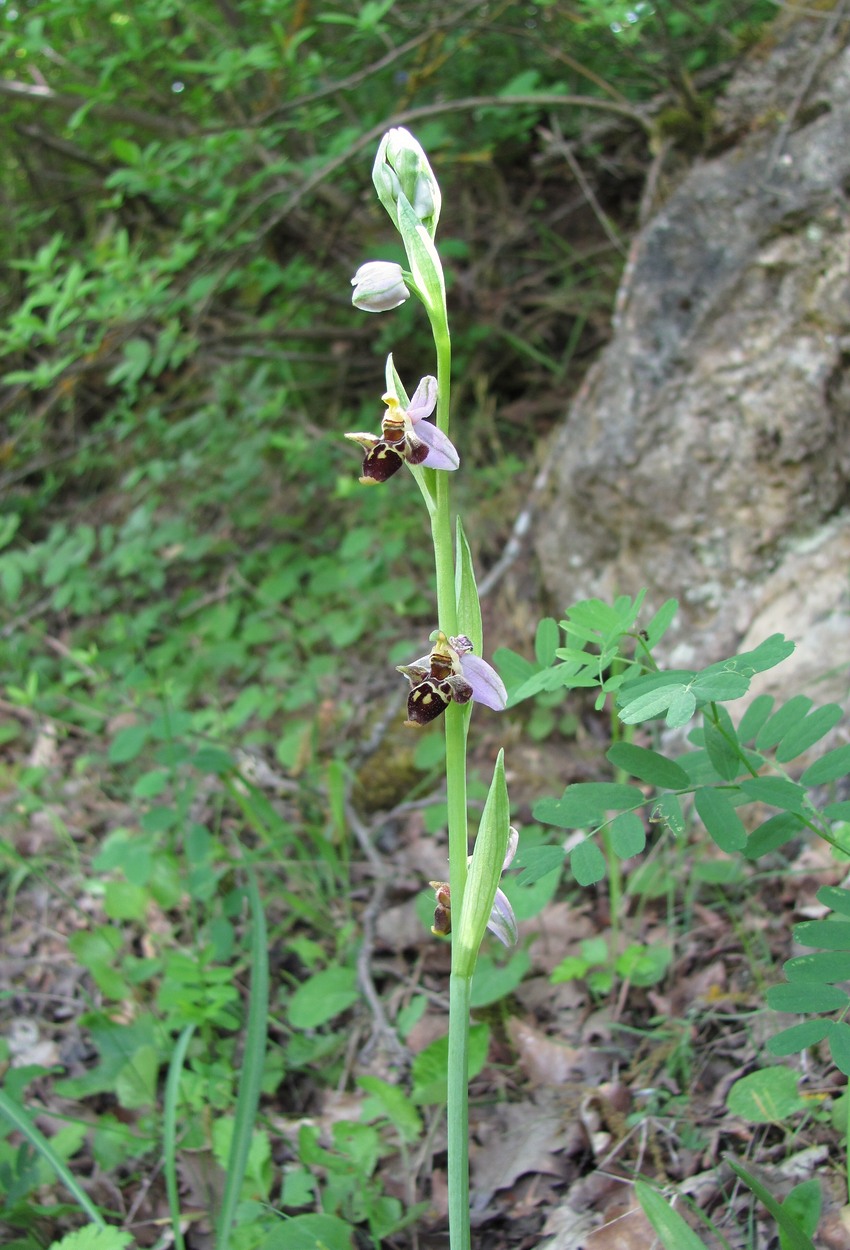 Изображение особи Ophrys oestrifera.