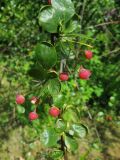 род Berberis. Часть ветви с листьями и плодами. Москва, ГБС РАН, в культуре. 03.06.2018.