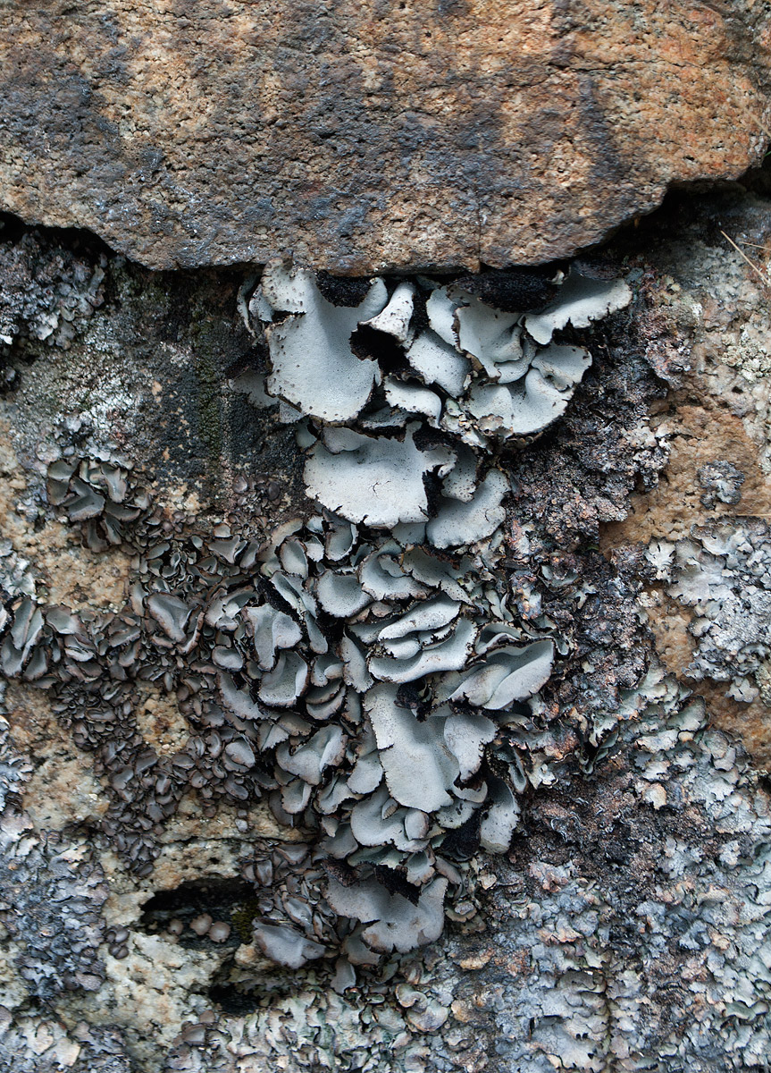 Image of Umbilicaria cinereorufescens specimen.