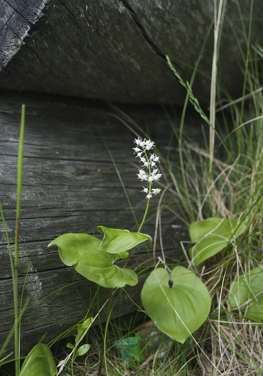 Изображение особи Maianthemum bifolium.