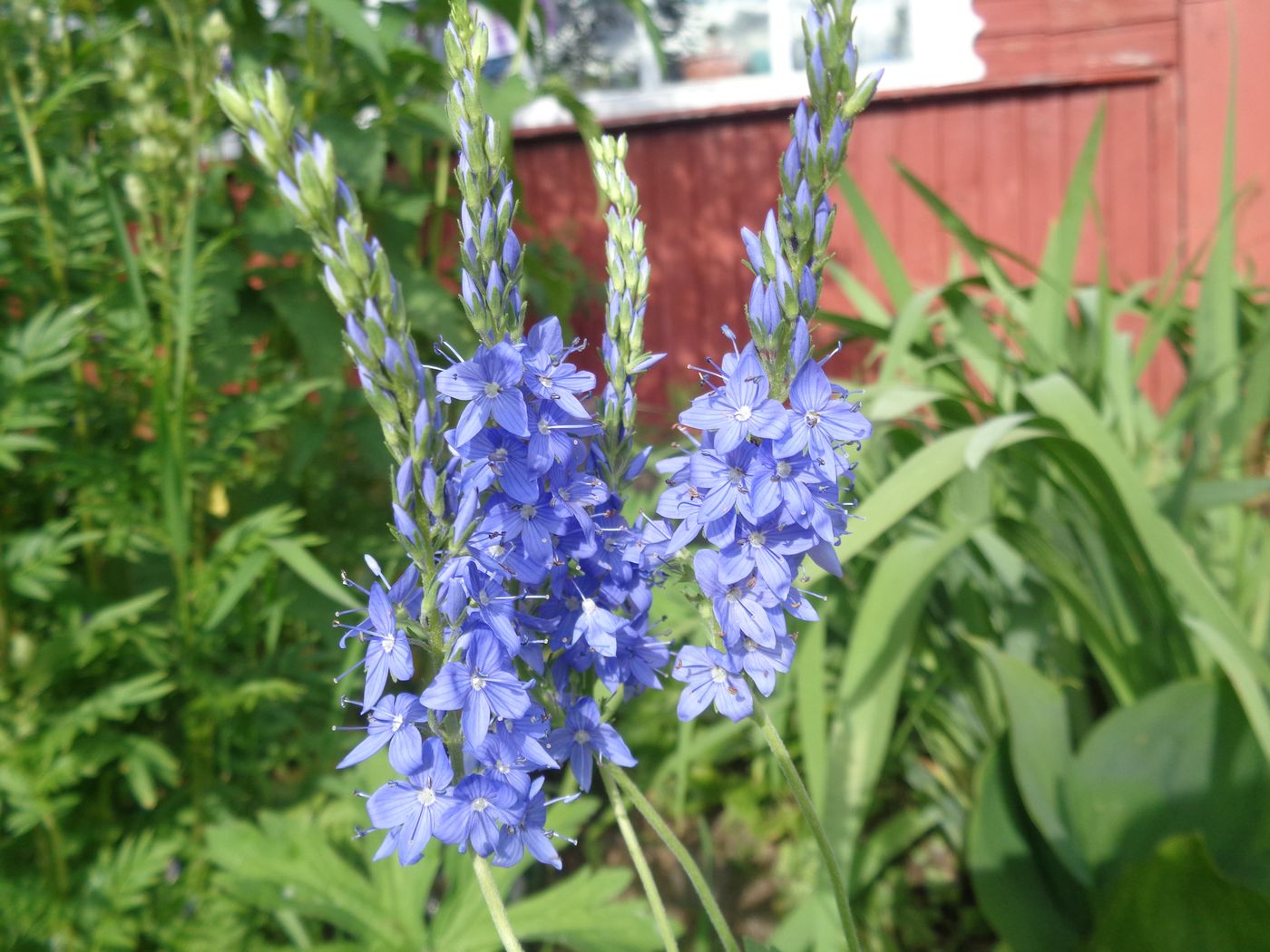 Image of Veronica teucrium specimen.