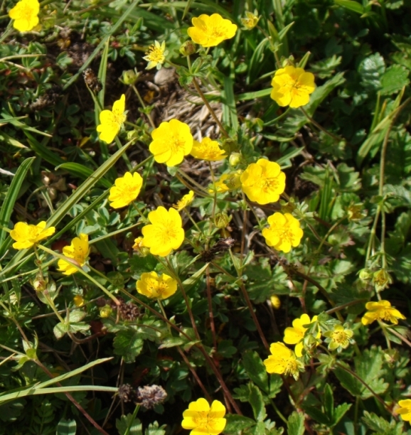 Изображение особи Potentilla gelida.