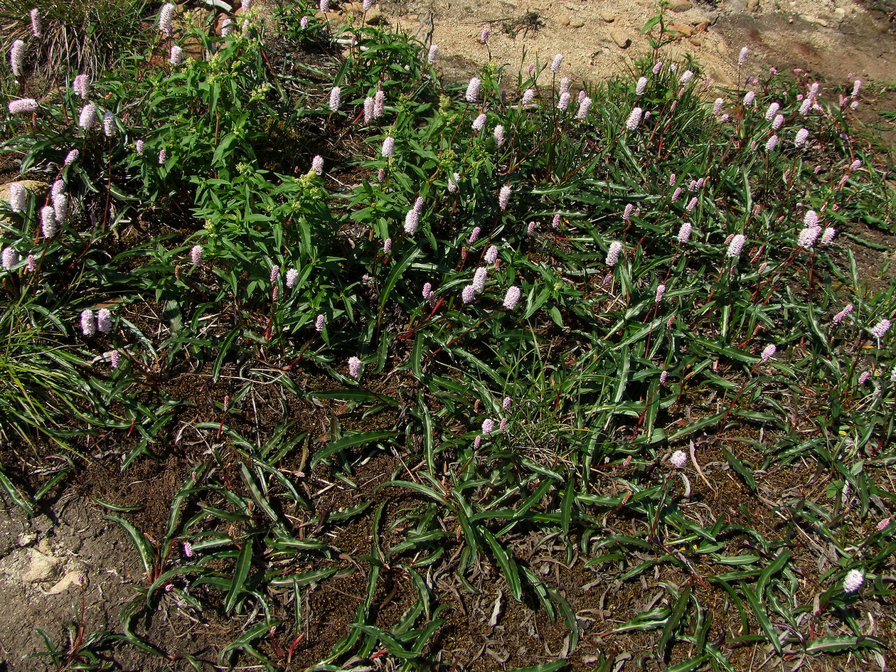 Image of Bistorta plumosa specimen.