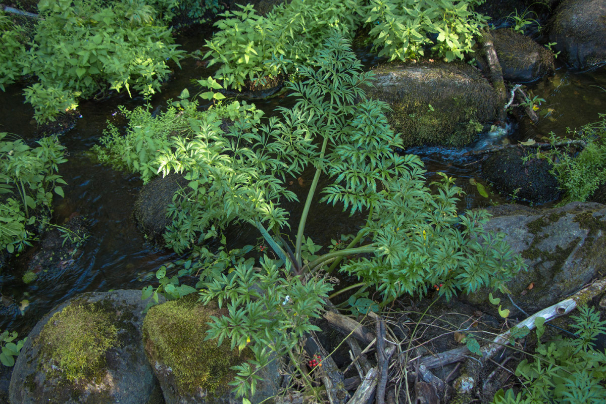 Image of Cicuta virosa specimen.