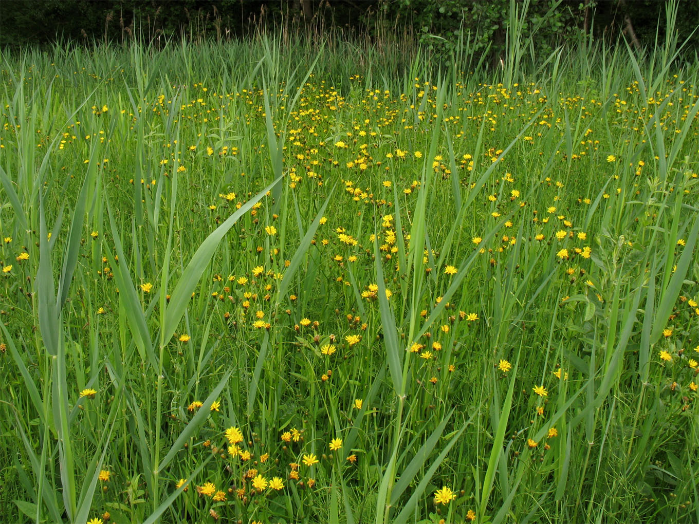 Изображение особи Crepis paludosa.