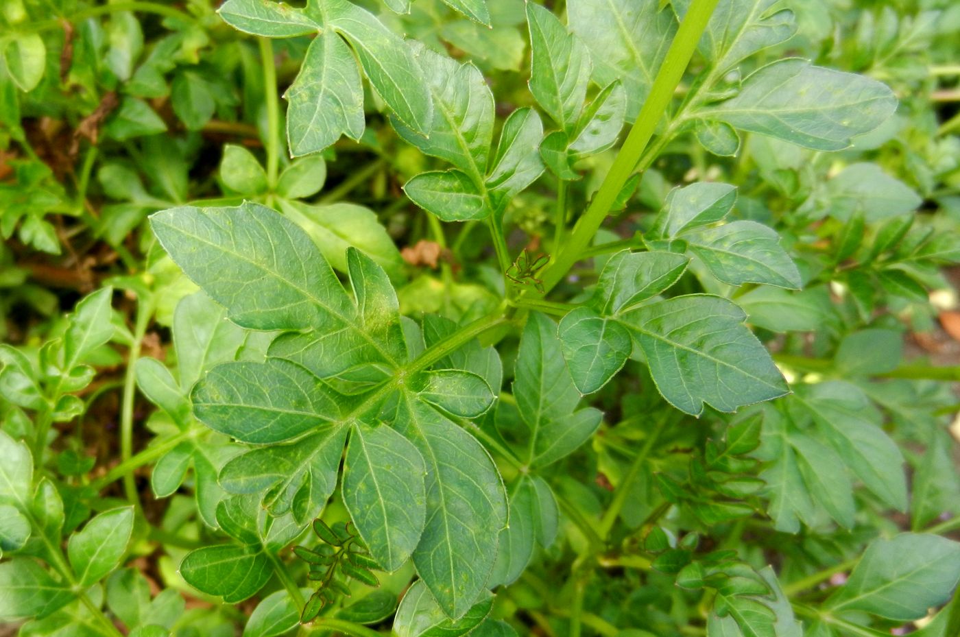 Image of Dahlia merckii specimen.