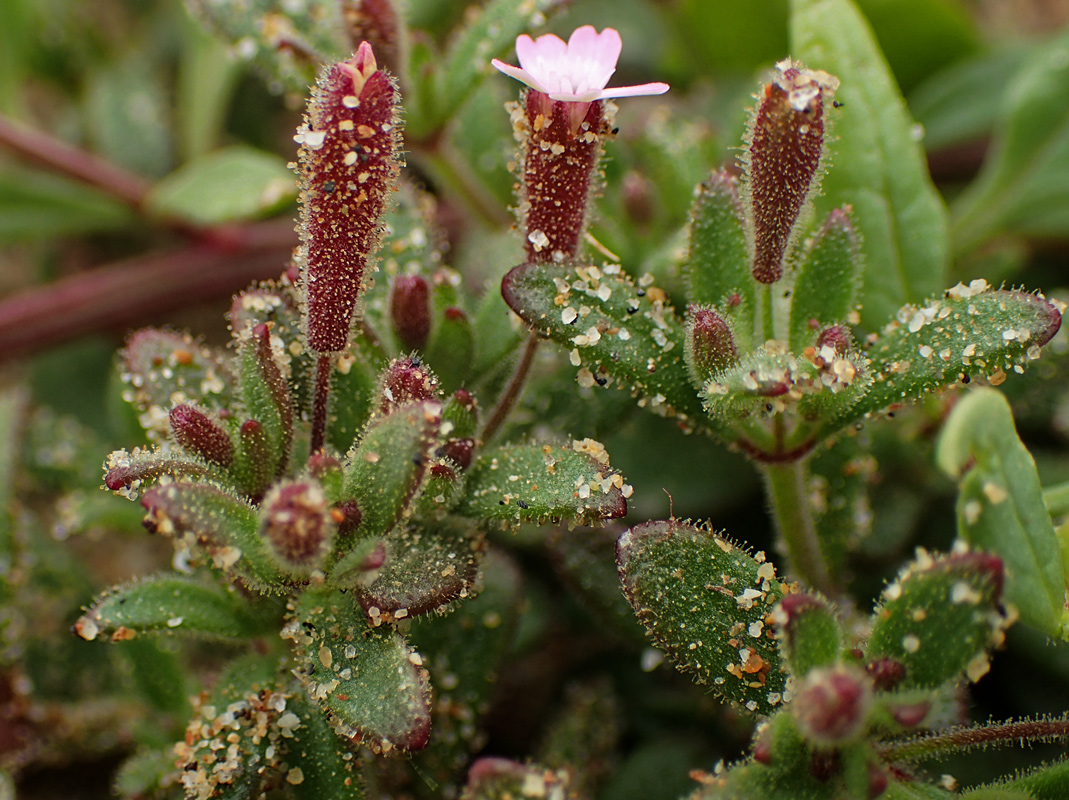 Image of Silene pentelica specimen.