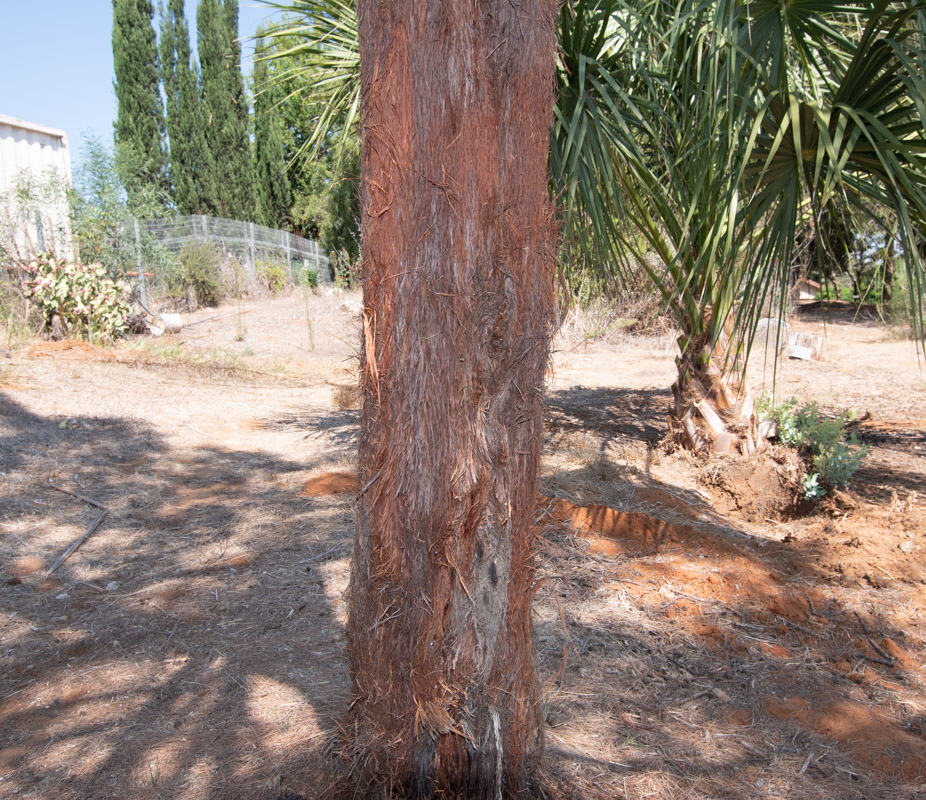 Изображение особи Allocasuarina inophloia.