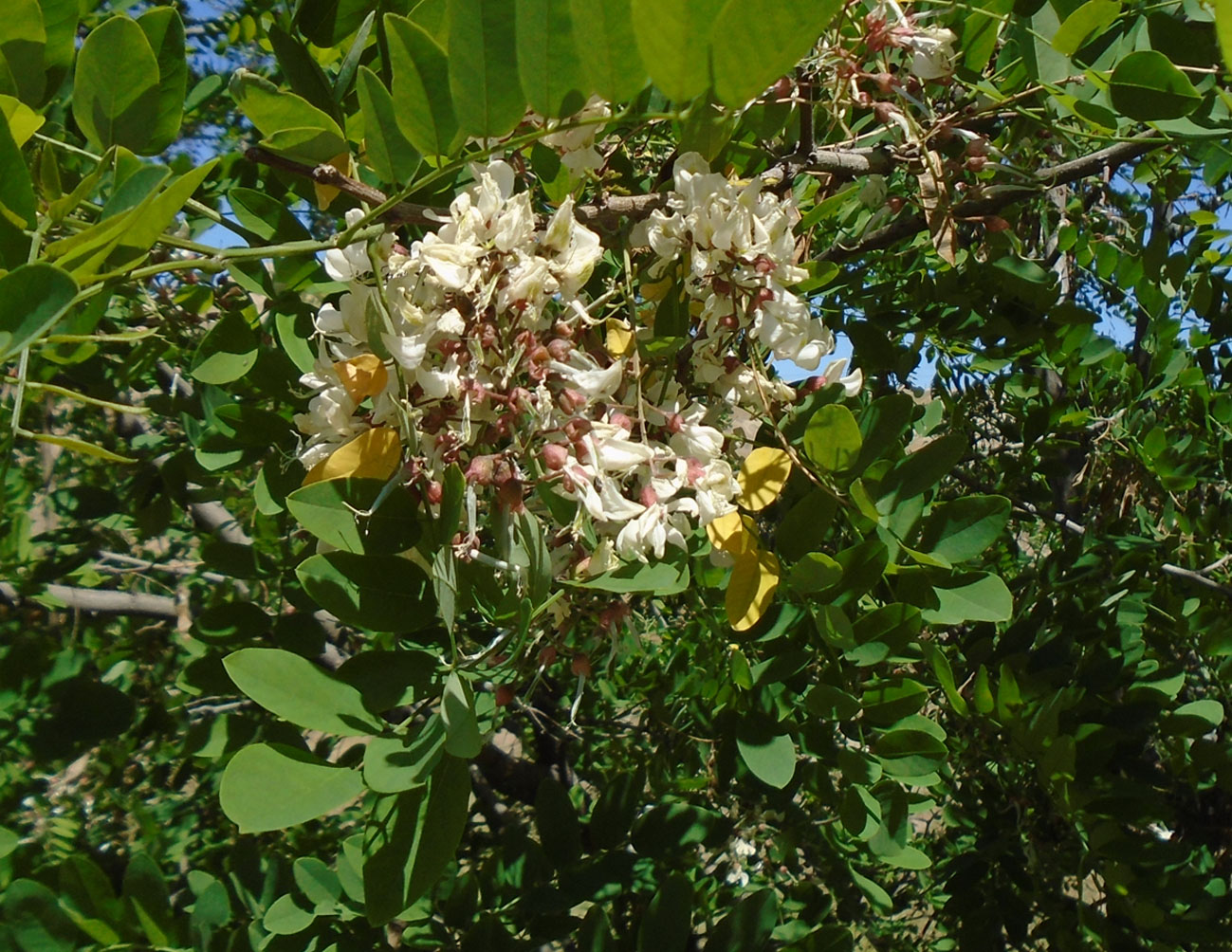 Изображение особи Robinia pseudoacacia.