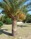 Phoenix canariensis. Плодоносящее растение. Черногория, г. Будва, городское озеленение. Июль 2018 г.