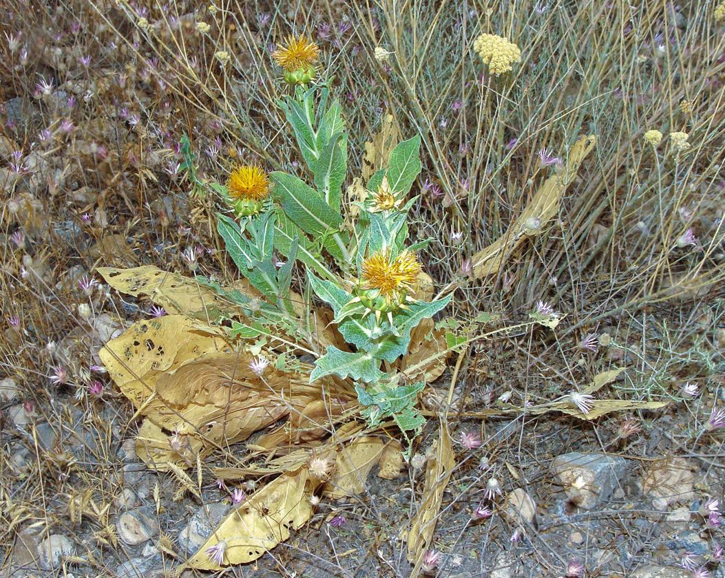 Изображение особи Tomanthea carthamoides.