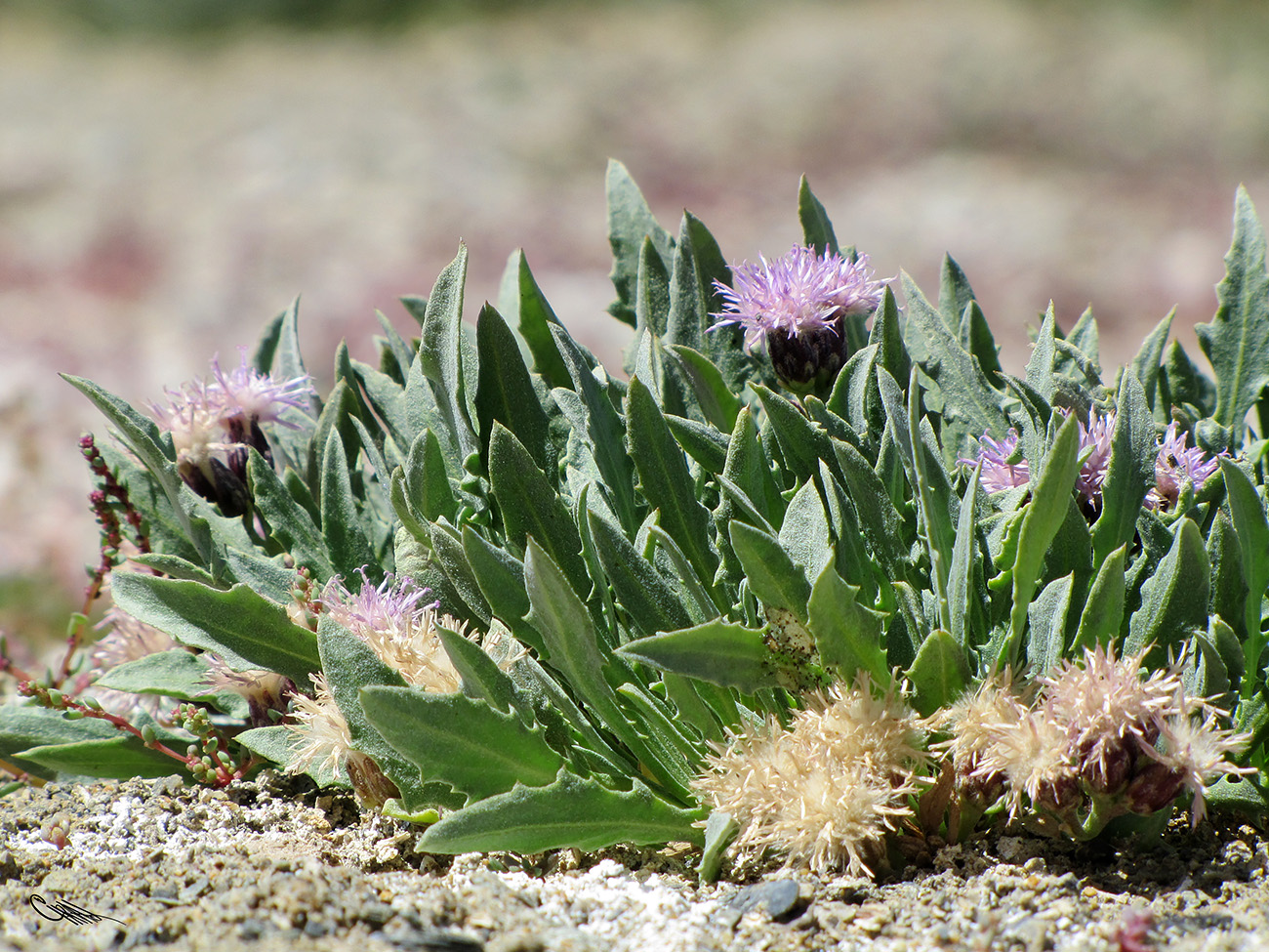 Image of Saussurea famintziniana specimen.