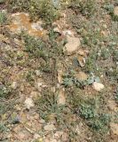 Leontodon asperrimus