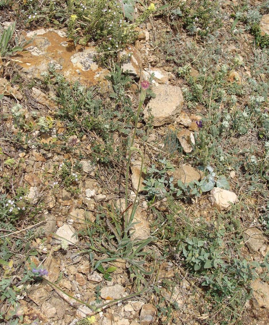 Image of Leontodon asperrimus specimen.