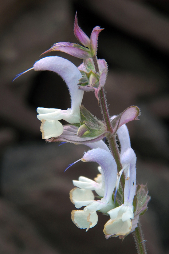 Image of Salvia sclarea specimen.