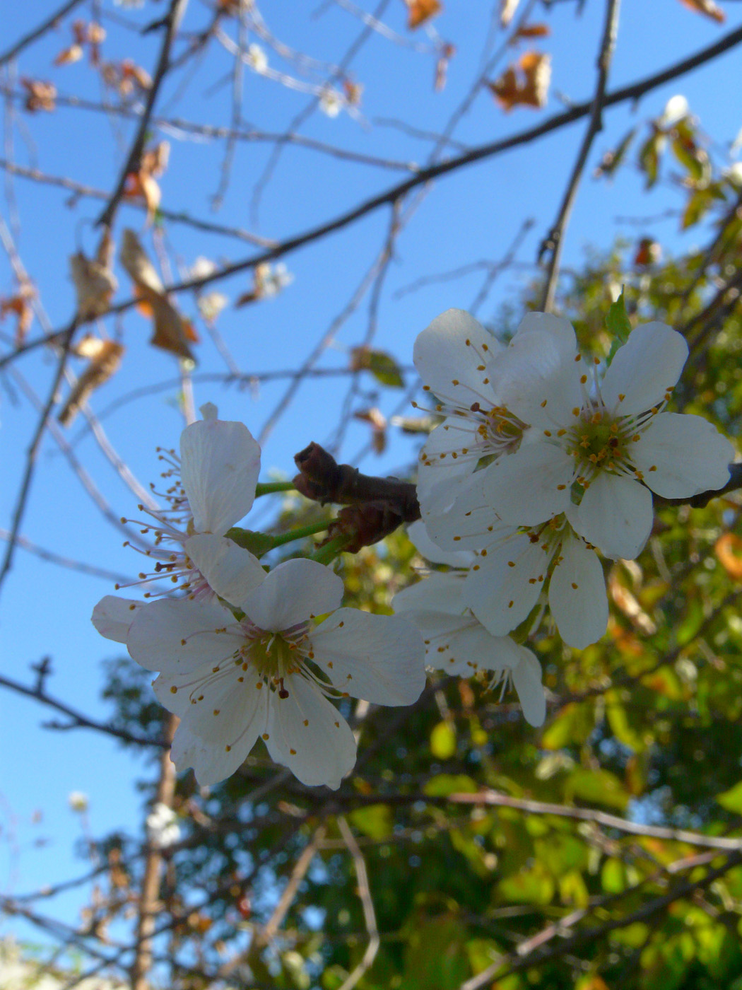 Изображение особи Cerasus vulgaris.