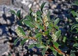 Salix glauca