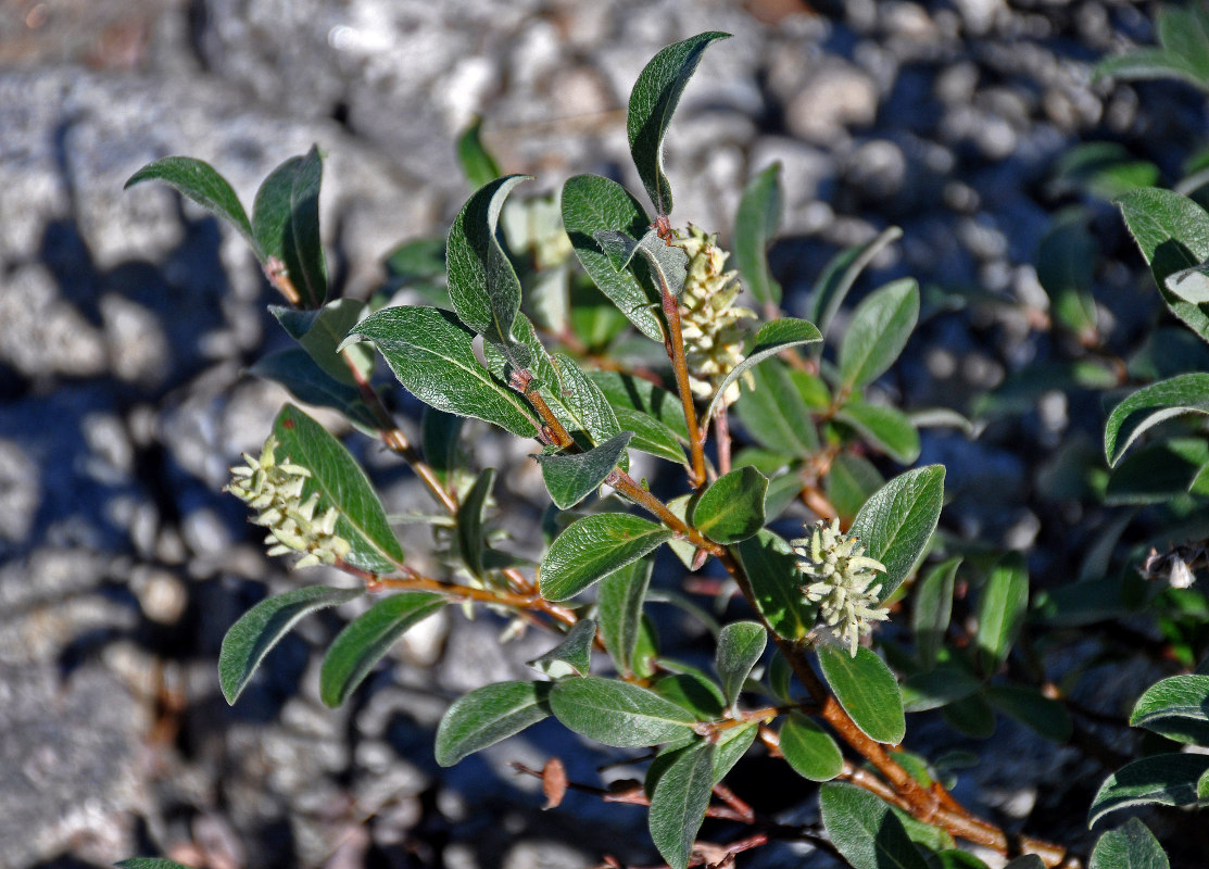 Image of Salix glauca specimen.