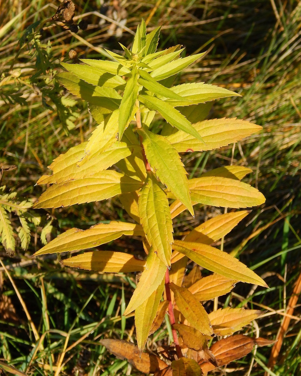 Изображение особи род Solidago.