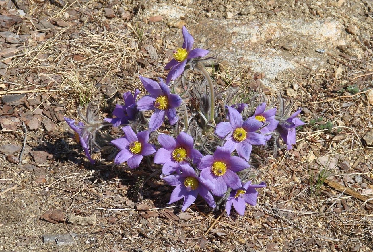 Image of Pulsatilla turczaninovii specimen.