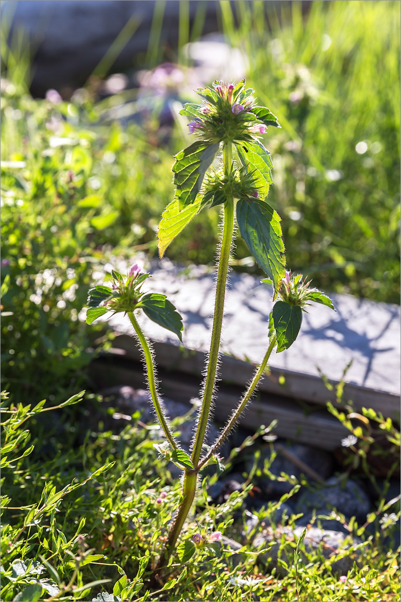 Изображение особи Galeopsis tetrahit.