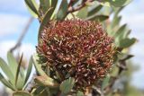 Protea lanceolata