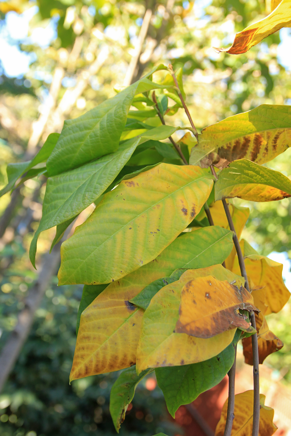 Изображение особи Asimina triloba.