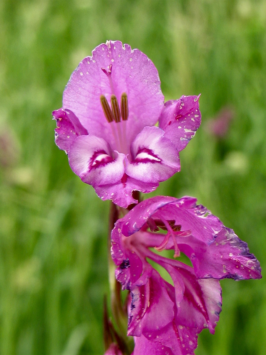 Изображение особи Gladiolus imbricatus.