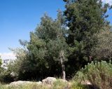 Afrocarpus falcatus