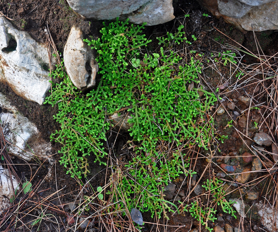 Изображение особи Selaginella denticulata.