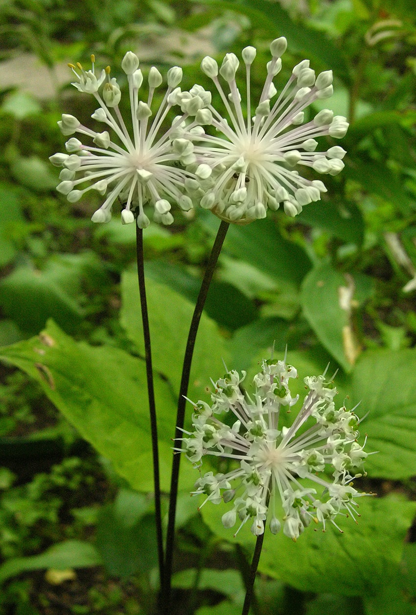 Image of Allium ovalifolium var. leuconeurum specimen.